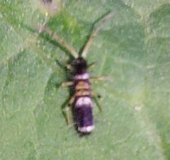 Entomobrya dorsalis