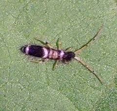 Entomobrya dorsalis