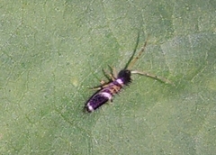 Entomobrya dorsalis