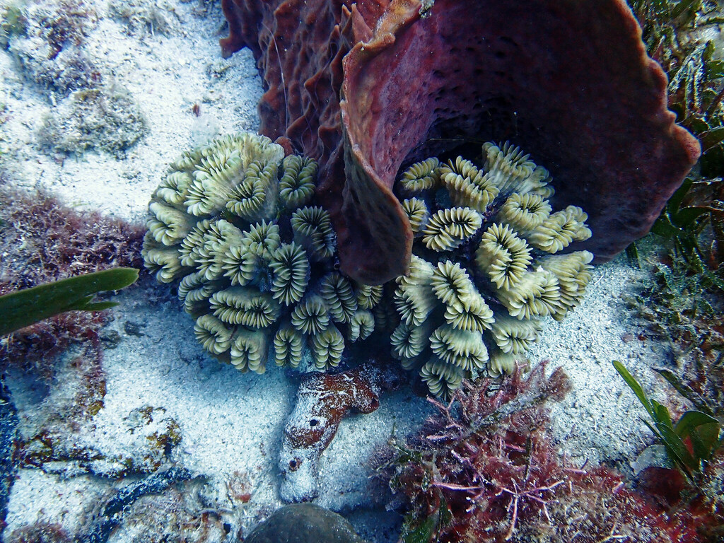 Smooth Flower Coral
