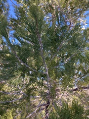 Calocedrus