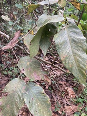 Cordia sulcata