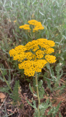 Achillea filipendulina