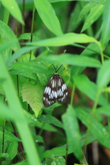 Milleria litana