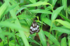 Milleria litana