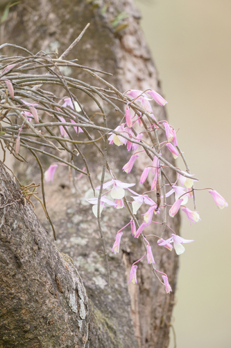 Hooded orchid (Dendrobium aphyllum)
