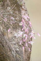 Dendrobium aphyllum