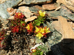 Rhodiola quadrifida