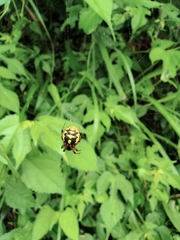 Araneus ejusmodi
