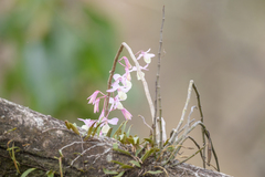 Dendrobium aphyllum