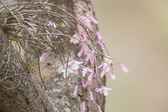 Dendrobium aphyllum