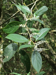 Gaultheria fragrantissima