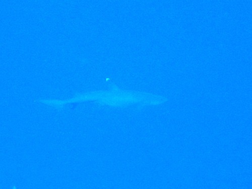 Whitetip Reef Shark