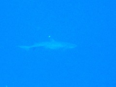Whitetip Reef Shark