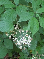 Rubus rudis