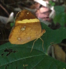 Xanthotaenia busiris