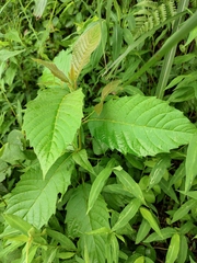 Camptotheca acuminata