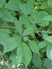 Rubus rudis