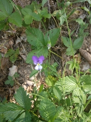 Viola bubanii