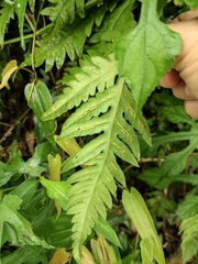 Woodwardia japonica