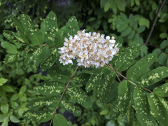 Sorbus sitchensis grayi