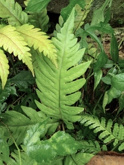 Woodwardia japonica