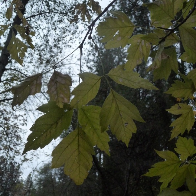 Acer negundo var. californicum