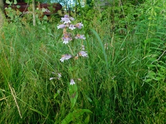 Penstemon calycosus