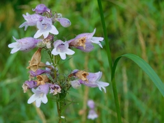 Penstemon calycosus