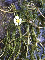 Ranunculus aquatilis