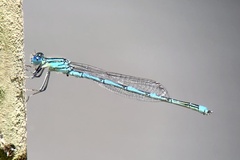 Erythromma lindenii