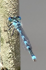 Erythromma lindenii