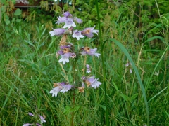 Penstemon calycosus