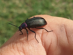 Strongylium auratum