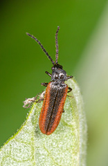 Omalisus fontisbellaquei