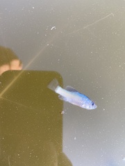Cyprinodon tularosa