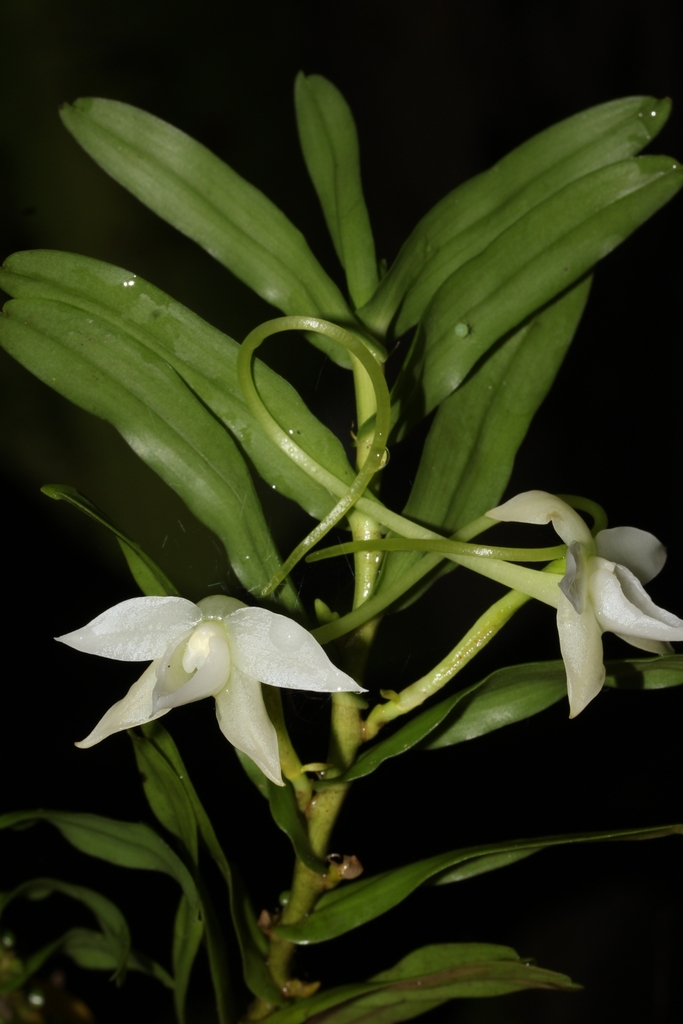 Angraecum amplexicaule