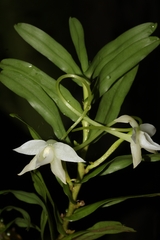 Angraecum amplexicaule image