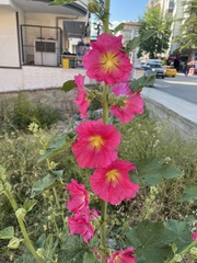 Alcea rosea