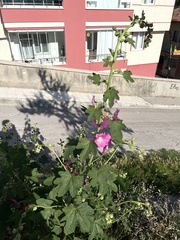 Alcea rosea