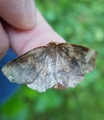 Metarranthis angularia