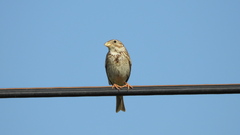 Emberiza calandra
