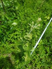 Eupatorium rotundifolium