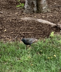Sturnus vulgaris
