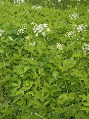 Aegopodium podagraria