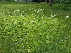 Aegopodium podagraria