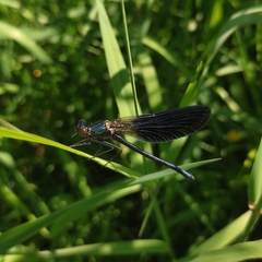Calopteryx splendens