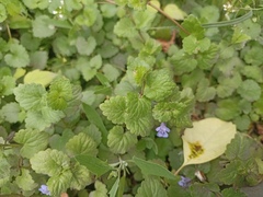 Glechoma hederacea