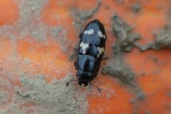 Glischrochilus quadriguttatus