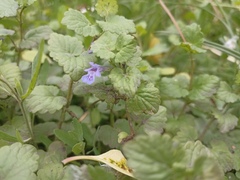 Glechoma hederacea